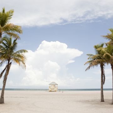 Lifeguard stand, palm trees lifeguard stand, palm trees
